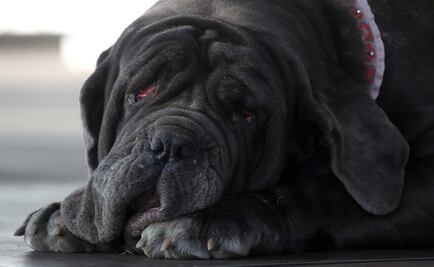 Premian a Martha por ser "el perro más feo del mundo"