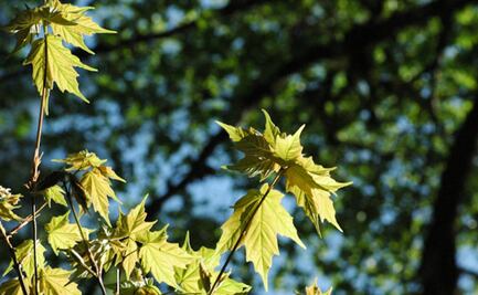 ¿Un bosque de maple en Jalisco? Te contamos todo sobre este árbol