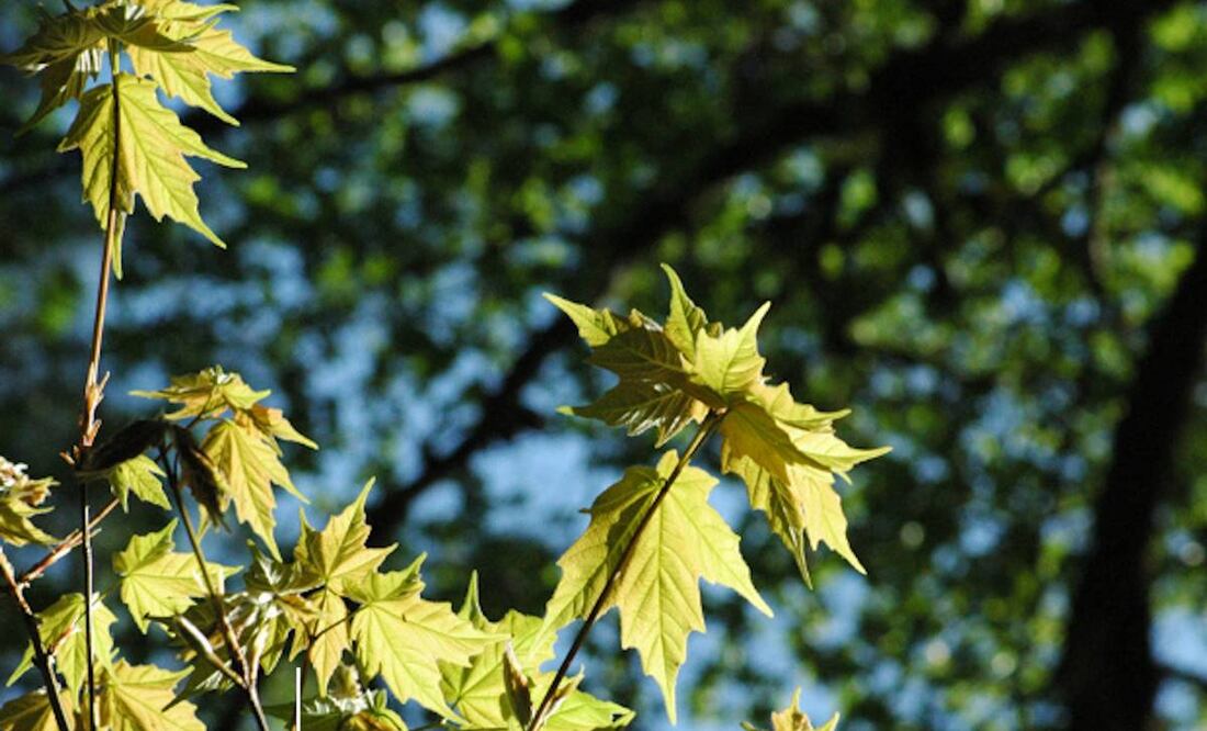 Bosque de Maple en Jalisco. Foto: Cortesía