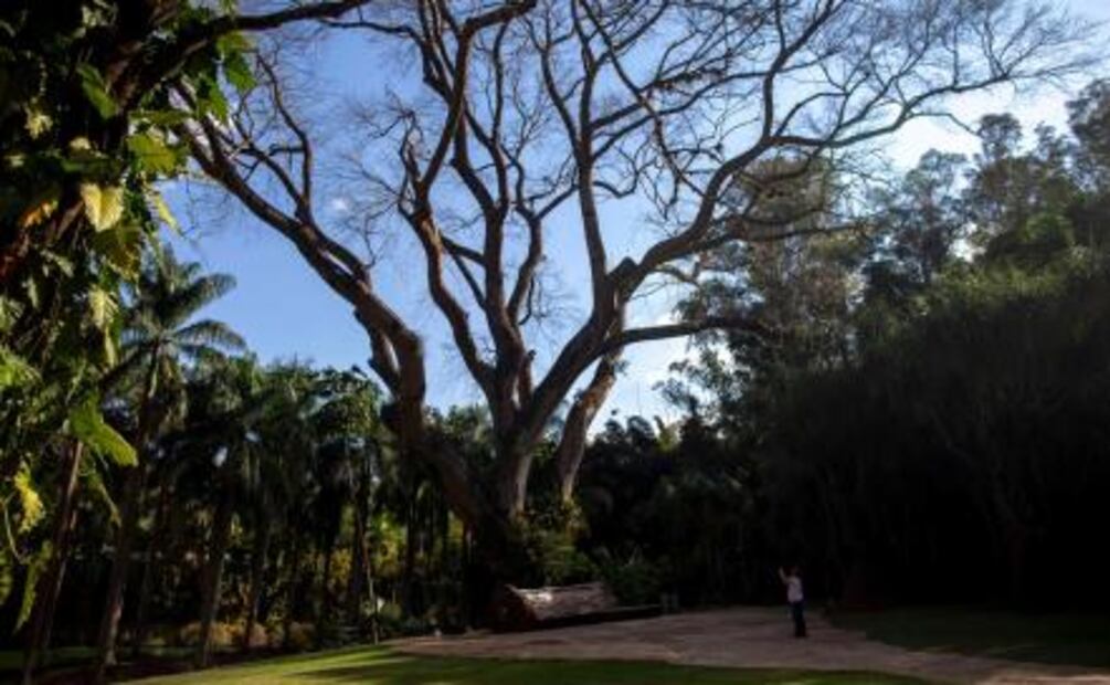 Inhotim, el mayor museo a cielo abierto de América Latina