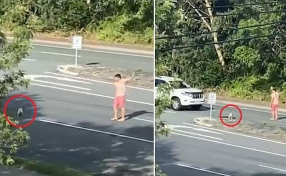 En esta imagen se aprecia el momento en que un hombre detuvo el tráfico para que un koala pueda cruzar una carretera de Australia. Foto: Tomada del video 