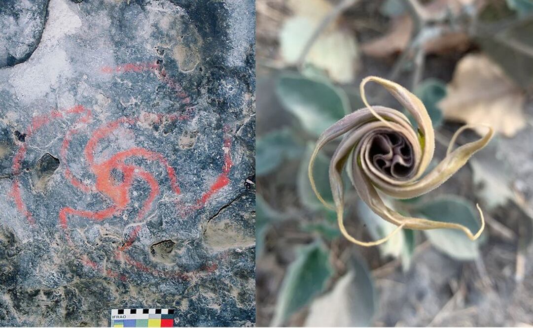 Pintura de molinete dentro de la cueva (izquierda). Flor desplegada de D. Wrightii de una planta cercana al sitio de la cueva (derecha). Foto:  RICK BURY/ MELISSA DABULAMANZI