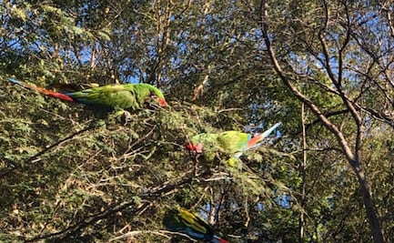 Cortaron plumaje a un centenar de loros rescatados en Mazatlán