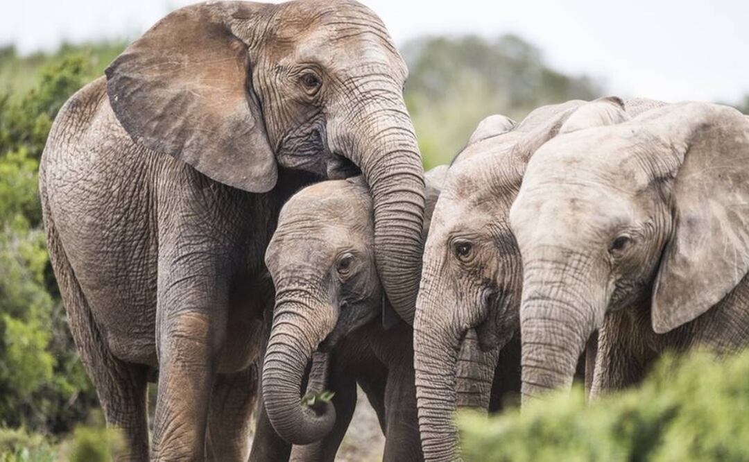 Los elefantes que nacen sin colmillos para poder sobrevivir