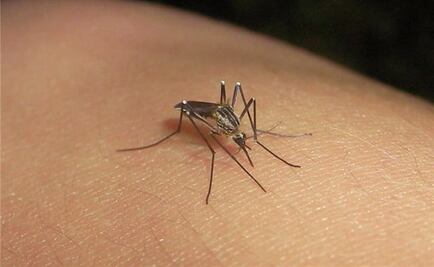 Reportan tres muertos por dengue en Oaxaca, entre ellos un niño