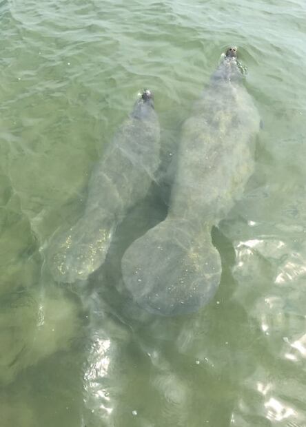 Esta es la increíble historia del hombre que se convirtió en manatí y del manatí que soñaba con ser hombre