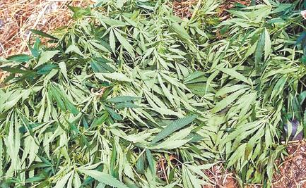 PDI halla matas de marihuana en ejido de Álvaro Obregón