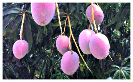 Una nueva generación de mangos