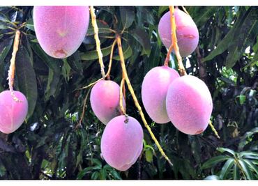 Una nueva generación de mangos