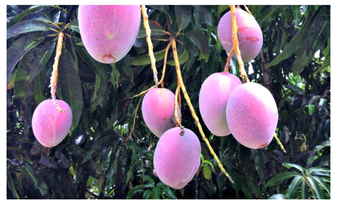 foto: cortesía CONACYT