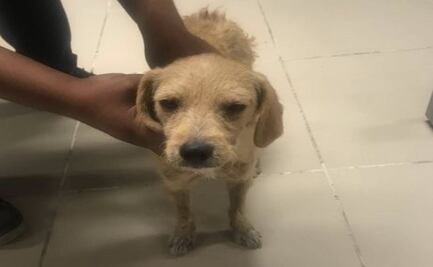 A un año de sufrir abuso sexual en Oaxaca, adoptan a “Lucho” pero la justicia no llega