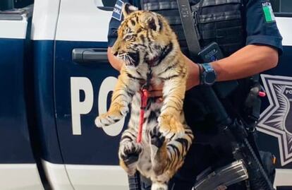 FOTOS y VIDEO: Cae pareja que transportaba armas y ¡un cachorro de tigre! en carretera de Querétaro 
