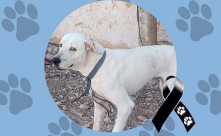 Protectores temen que presunto agresor de perro “Rufo” salga de prisión