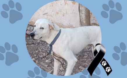 Protectores temen que presunto agresor de perro “Rufo” salga de prisión