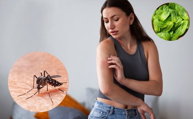 Adiós a los mosquitos; las 3 plantas ideales para ahuyentar zancudos en casa