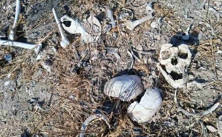 Colectivo localiza restos óseos en Reynosa, Tamaulipas; acumulan 28 hallazgos en lo que va del año