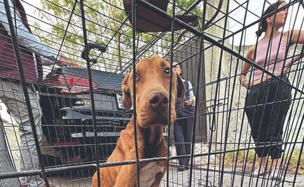 Agencia de Investigación del Delito de Maltrato animal ha rescatado 222 animales en 3 meses; abre 148 investigaciones