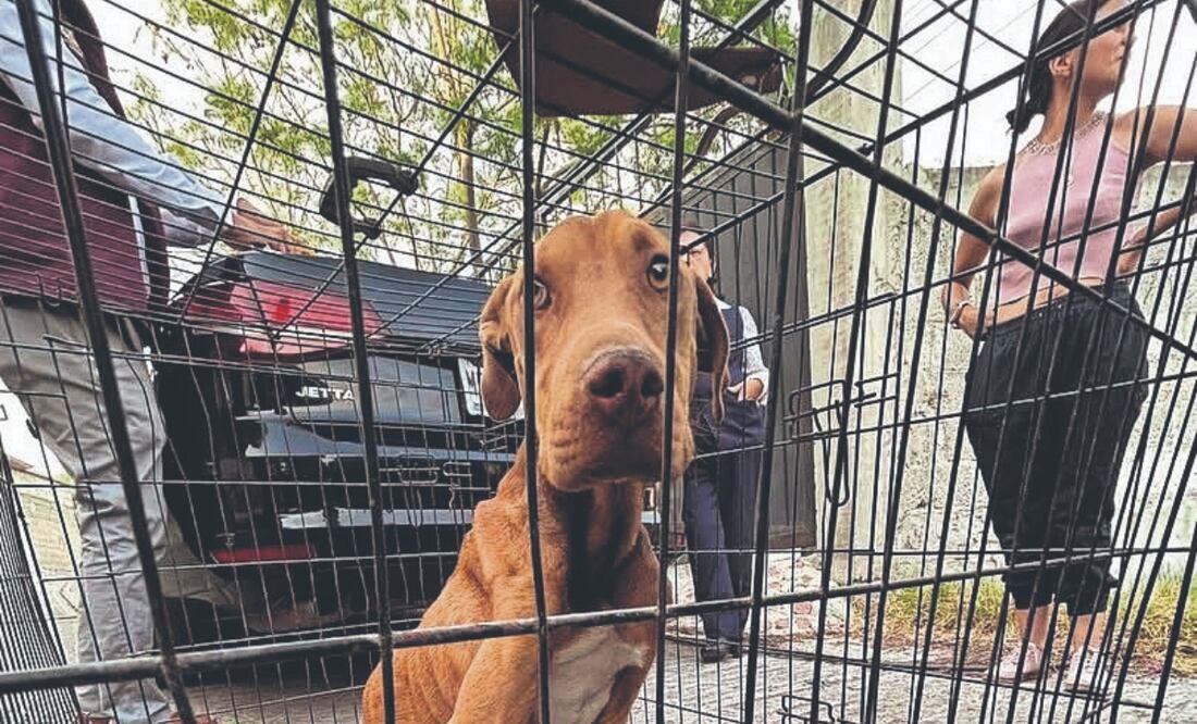 Mantener a los animales sin agua ni comida o amarrados en azoteas no se considera delito, sino una falta administrativa bajo el concepto de “deber de cuidado”. Foto: Especial