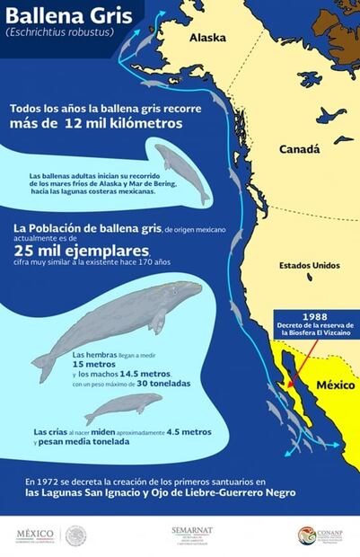 ¿Dónde disfrutar del avistamiento de ballenas grises en México?
