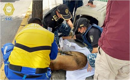 Paramédico brinda primeros auxilios a lomito atropellado en la GAM