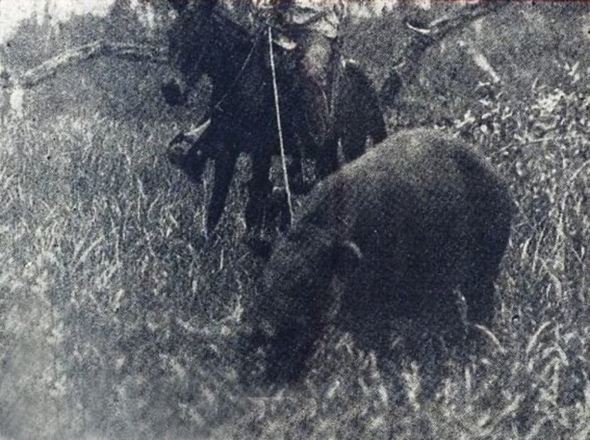 Los cazadores de ayer y hoy