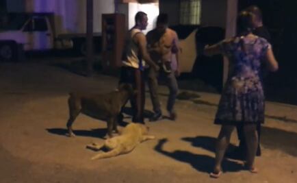Video. Hombre acusado de maltrato animal sale libre