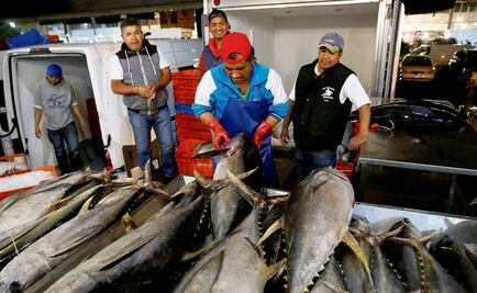 Mexican tuna industry will have to modify fishing methods
