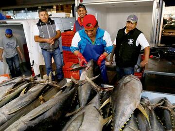 Mexican tuna industry will have to modify fishing methods