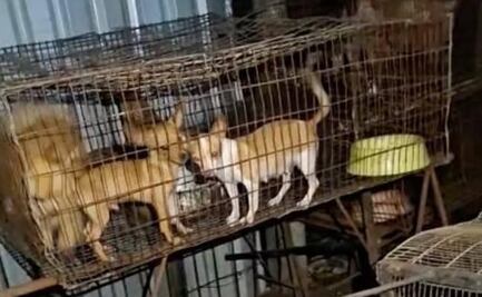 Investigan caso de crueldad animal en Hunucmá, Yucatán; hallan a perritos enjaulados