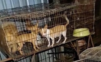Investigan caso de crueldad animal en Hunucmá, Yucatán; hallan a perritos enjaulados