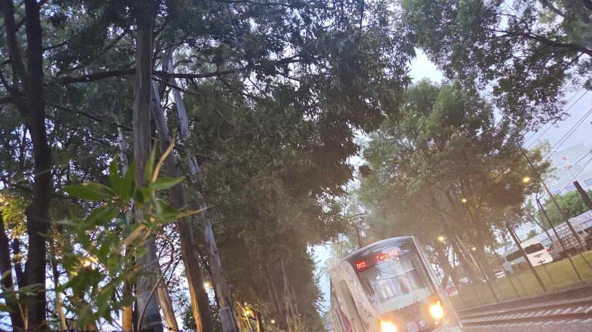 ¡Otra vez el Tren Ligero! Suspenden servicio por segundo día consecutivo; una rama cae sobre catenaria. Foto: @STECDMX