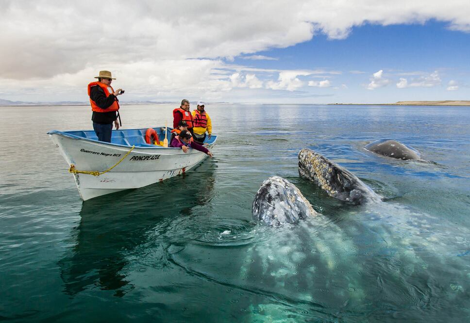 Santuario de Ballenas de El Vizcaíno. (Foto: Cortesía Fidetur Baja California Sur)