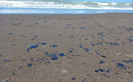 Alertan por manchas de hidrocarburo en zona tortuguera de Nautla, Veracruz; "ha llegado lo que tanto miedo teníamos”: ambientalistas