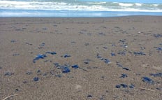 Alertan por manchas de hidrocarburo en zona tortuguera de Nautla, Veracruz; "ha llegado lo que tanto miedo teníamos”: ambientalistas