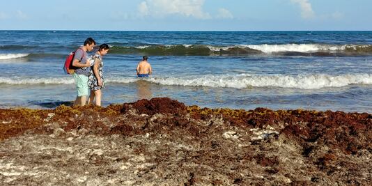Alistan barreras para desviar sargazo en Quintana Roo