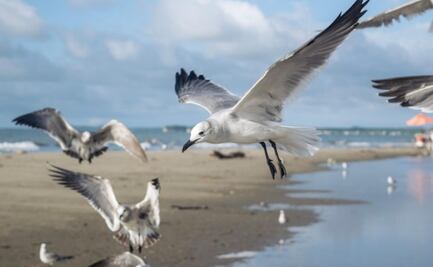 Este es el lugar dónde duermen las gaviotas, según biólogo
