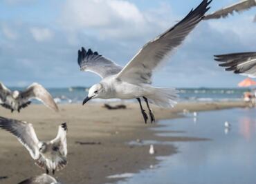 Este es el lugar dónde duermen las gaviotas, según biólogo