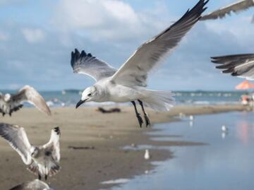 Este es el lugar dónde duermen las gaviotas, según biólogo