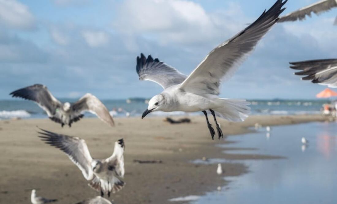El comportamiento de descanso de las gaviotas varía también según la especie y el hábitat. Fuente: Freepik.