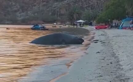 Elefante marino sorprende a bañistas en playa de Baja California Sur