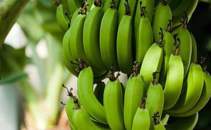 En cargamentos de plátano, papa y aguacate, así traficaba cocaína el Cártel de Sinaloa desde Guatemala