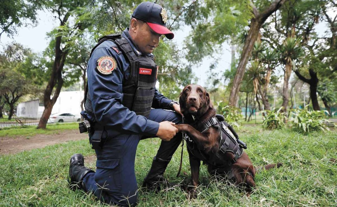 La perra golden de cuatro años de la Policía Bancaria e Industrial (PBI) de la Secretaría de Seguridad Ciudadana de la CDMX tardó más de un año en completar su preparación como binomio canino especializado en la búsqueda y localización de personas atrapadas en derrumbes y está lista para trabajar en una emergencia. Foto: DIEGO SIMÓN SÁNCHEZ