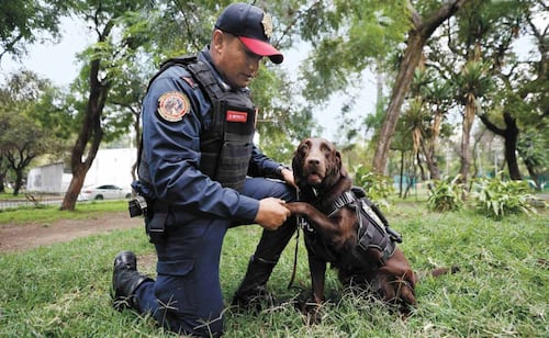 Rumbo al 19S: Zory, entrenada para rescatar personas debajo de escombros completa
