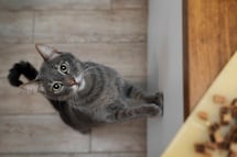 ¿Por qué los gatos arañan los muebles?; así puedes evitarlo