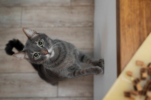 ¿Por qué los gatos arañan los muebles?; así puedes evitarlo