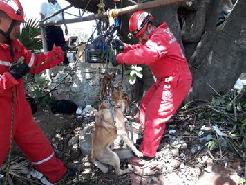 Bomberos de Oaxaca rescatan a perro que cayó a un pozo