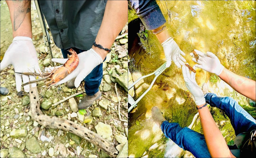Se tomaron muestras de agua, sedimento y ejemplares afectados, que serán analizadas en laboratorio para determinar las causas. Foto: Especial