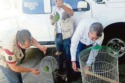 Profepa asegura en Sinaloa aves en peligro de extinción