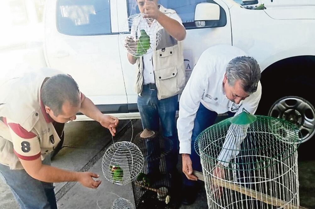Derivado de la inspección que realizó personal de la delegación de la Profepa en Sinaloa detectó la presencia de dos infractores, ubicados sobre la carretera efectuando venta de aves, quienes lograron escapar (PROFEPA)