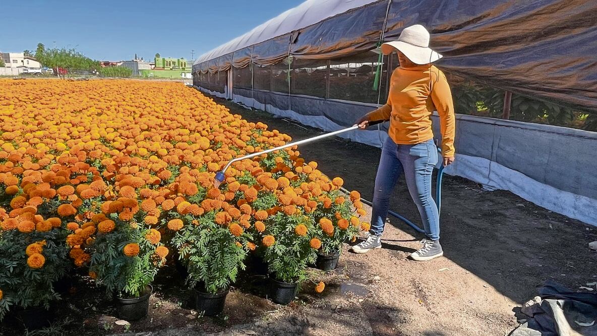 En el vivero Coplant, con más de 25 años de existencia en Ciudad Juárez, se produjeron este año más de 22 mil plantas de cempasúchil en maceta. Foto: Paola Gamboa | El Universal